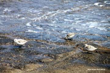 Un paseo con ensoñación en el inicio del verano por la costa de Telde (Reportaje gráfico Jesús Ruiz Mesa)